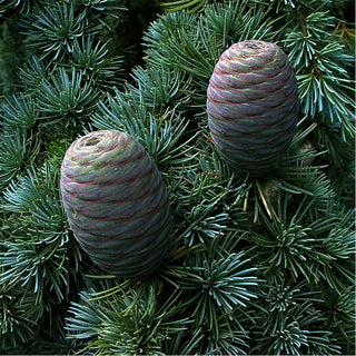 Cedarwood