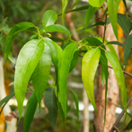 Australian Eucalyptus