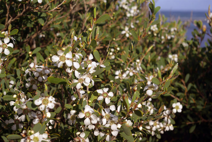 Coastal Tea Tree (Leptospermum laevigatum) — ingredient used in Zea natural wellness products
