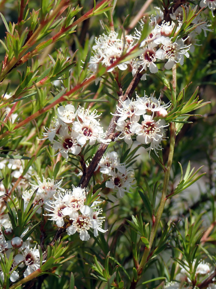 Kanuka (Kunzea ericoides) — ingredient used in Zea natural wellness products